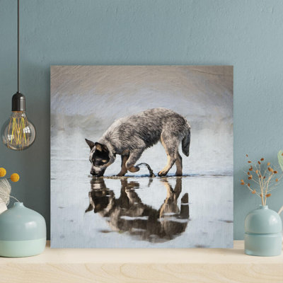 Chiot bouvier australien noir et brun buvant de l'eau sur la plage - 1 pièce, impression sur toile tendue