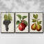 Antique Fruit VFramed, ensemble de 3 toiles tendues-97759969-97759970