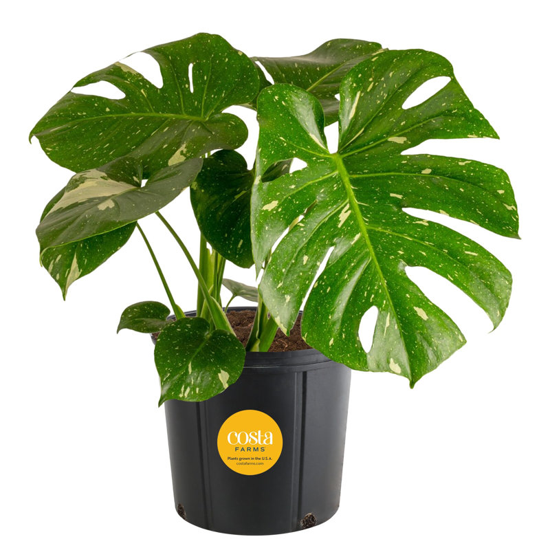 Costa Farms Indoor Philodendron Monstera Deliciosa House Plant in 10-inch Nursery Pot