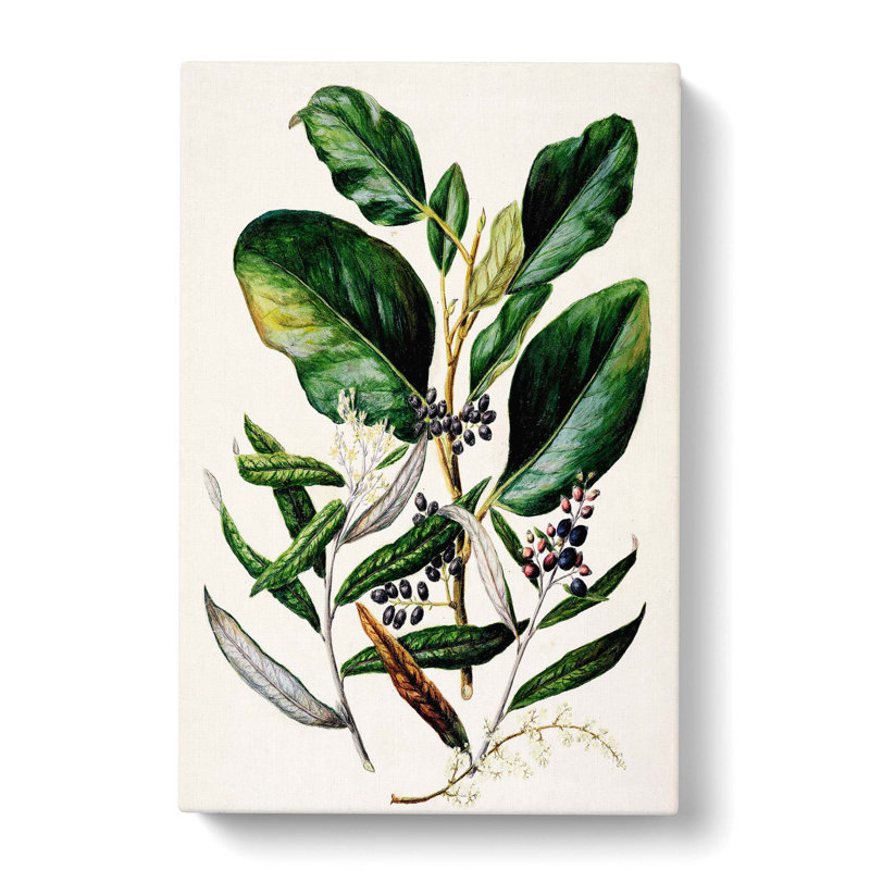 Griselinia Lucida Flowers by Sarah Featon - Wrapped Canvas Painting, 60cm H x 40cm W x 3cm D