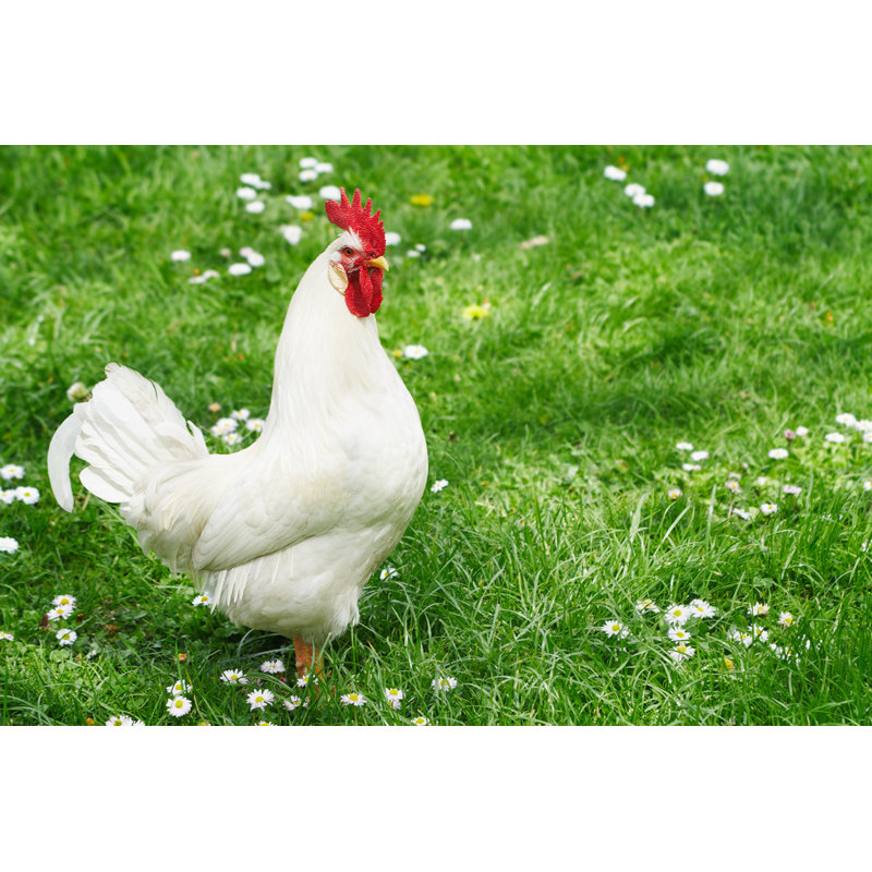 Rooster by Delihayat - No Frame Print on Canvas, 51cm H x 76cm W