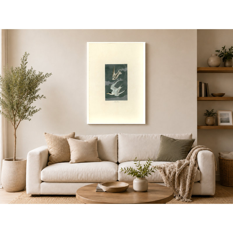 Petite sterne (planche 319) - Art mural sur toile, 14" W x 11" H
