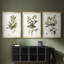Oiseau antique, botanique et œuf I - reproduction encadrée de qualité supérieure sur mesure mat - 3 pièces-1837114812-1837114810