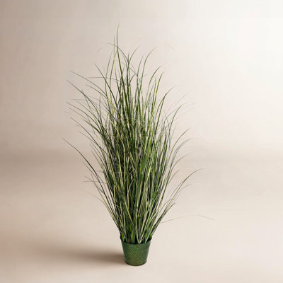 Grass Plant in Pot