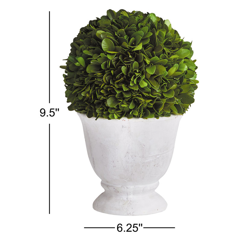 Nigel 9.5'' Boxwood Topiary in Ceramic Urn