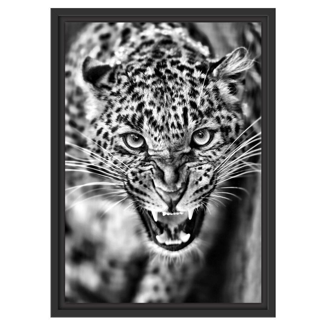 Gerahmtes Wandbild Fauchender Leopard