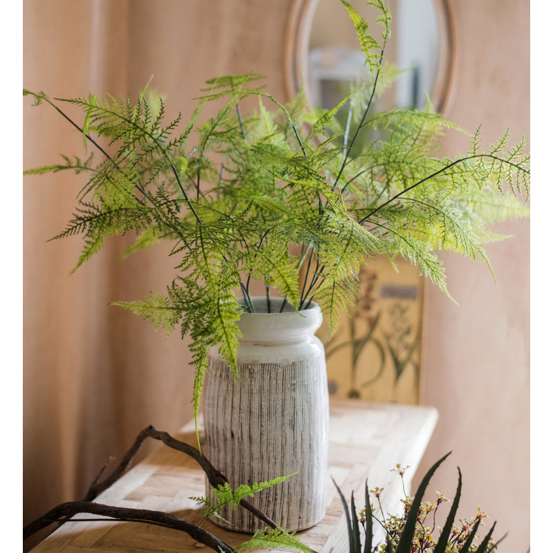 Plantes de la asparagus