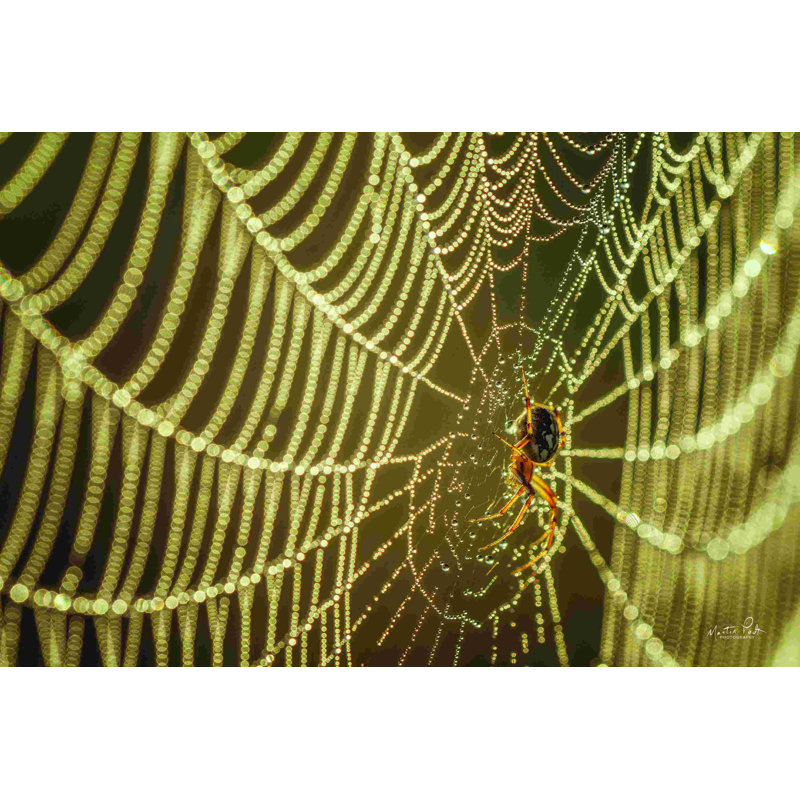 L'araignée et ses bijoux, H 20 po x l 30 po, Walnut Single Picture Framed Paper, Non
