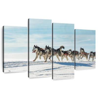 Chiens de traîneau Brampt Winter Husky