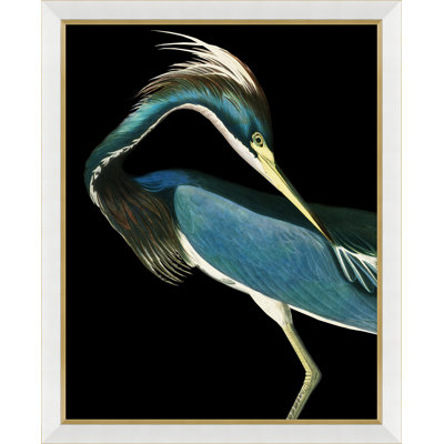 Solarized Audubon Birds Print