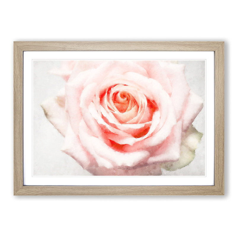 Pale Pink Rose - Picture Frame Graphic Art Print, Oak, 33cm H x 45cm W x 2cm D