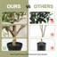 Arbre d'olivier artificiel de 7 pi en pot noir - plante réaliste en fausse soie avec des feuilles réalistes pour l'intérieur, l'extérieur, le salon et le bureau-486461037