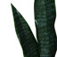 93 cm H Faux Snake Plant