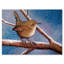 Wren en hiver - Peinture sur toile-59762278-59762271