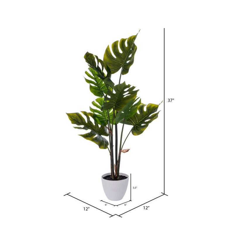 37" Green Swiss Cheese Plant in White Plastic Pot