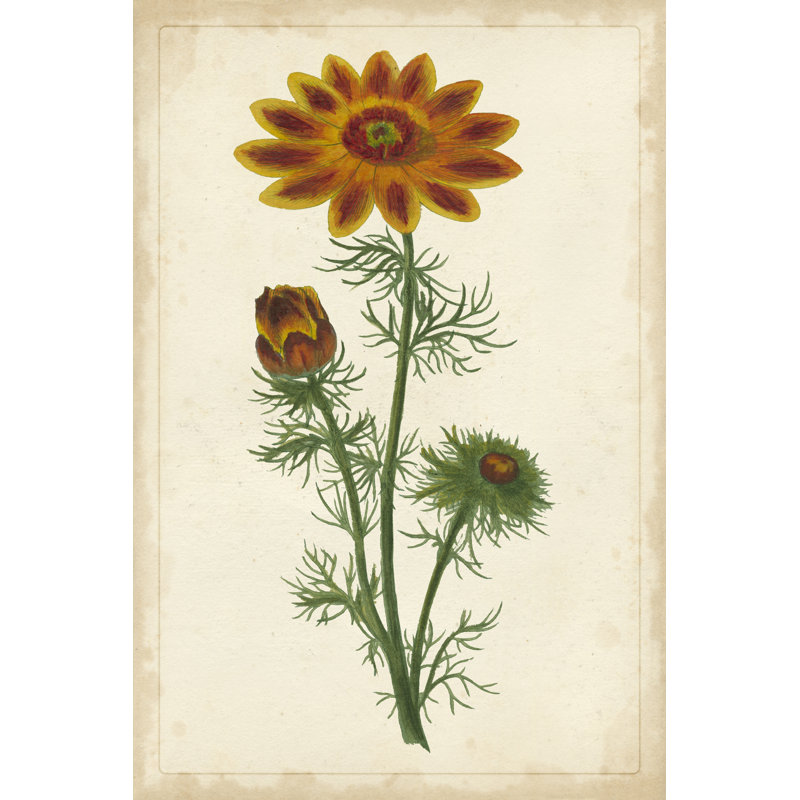 Vibrant Botanicals I - Wrapped Canvas Print, 91cm H x 61cm W x 3.8cm D