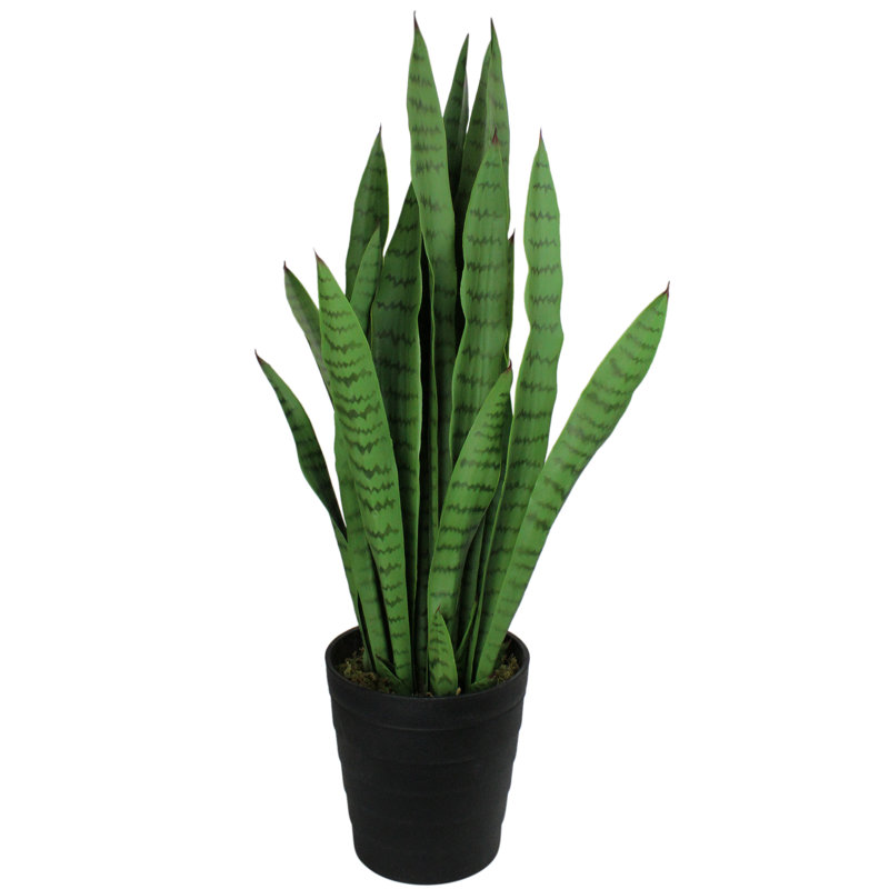 Plantes vertes 3 '