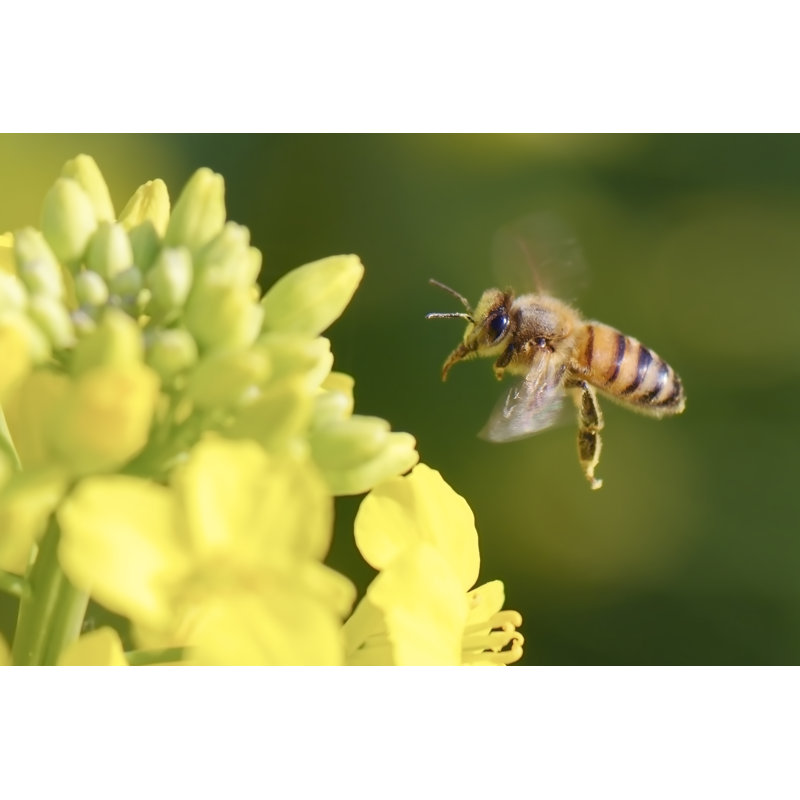 Farthin Honey Bee - Wrapped Canvas Print, 30cm H x 46cm W x 3.8cm D