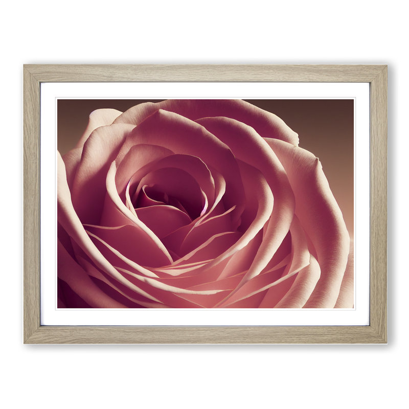 Beguiling Rose Flower - Single Picture Frame Print, Oak Framed, 34cm H x 46cm W x 2cm D