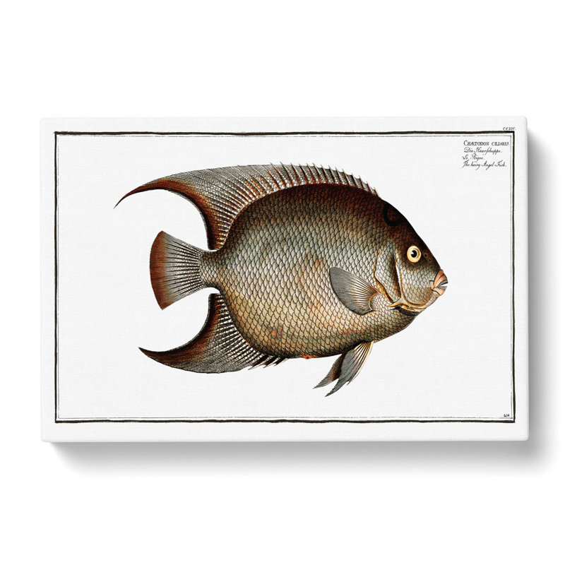 Hairy Angel-Fish by M.E. Bloch - Wrapped Canvas Print, 40cm H x 60cm W x 3cm D