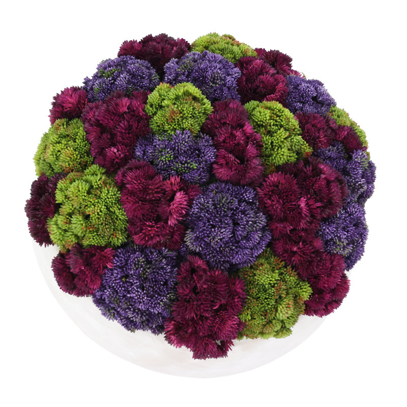 Sedum Arranged in a Stone Planter, 9" H x 15" W x 15" D, Purple/Burgundy/Green
