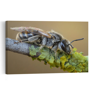 Abeille duveteuse sur une branche de lichen - Affiche murale contemporaine représentant une abeille, la nature et la faune