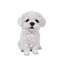 Statue chiot maltais