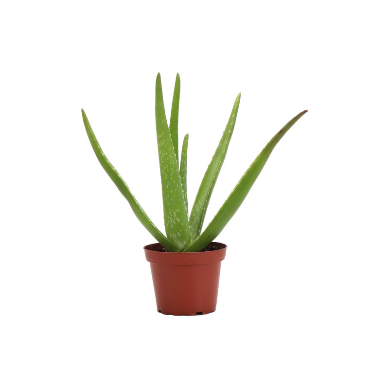 Live Aloe Vera Plant