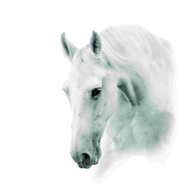 " White Horse " Painting Print