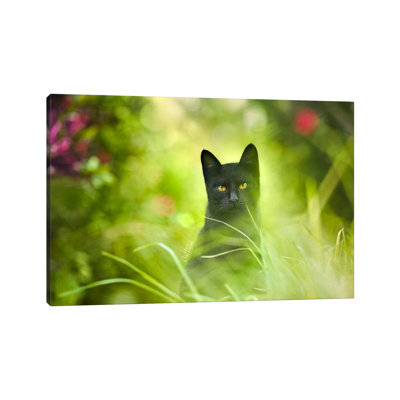 « Black Cat » par Ben Heine-reproduction de photo