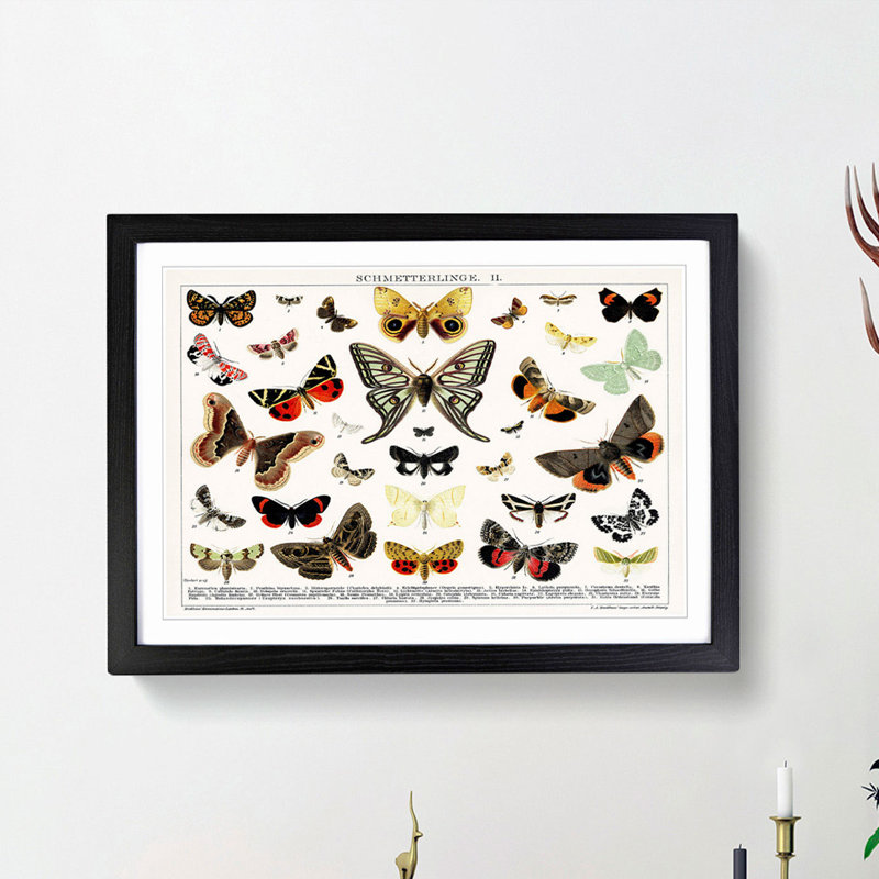 Butterflies & Moths - Picture Frame Graphic Art Print, 48cm H x 65cm W x 2cm D, Black Framed