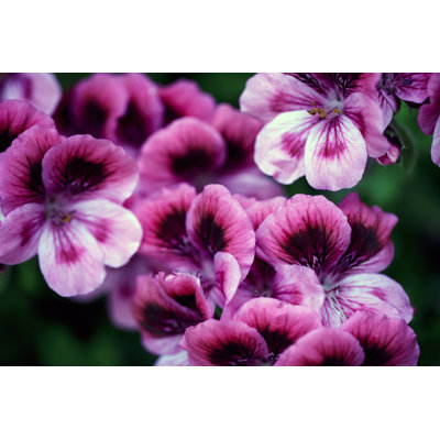 Geranium Flowers by 123Ducu