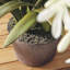 Conservatory Agapanthus Drop in Plant-759948058