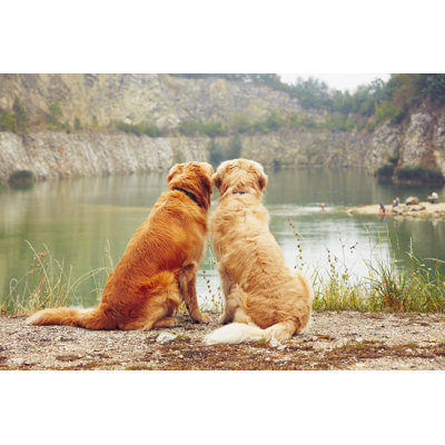 Deux chiens Golden Retriever - photographie sur toile tendue