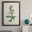 Toile encadrée de qualité supérieure Traditional Botanical II - prête à être accrochée-1499685928-1499685935