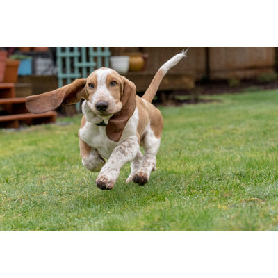 Posterazzi Renton Washington State USA Five Month Old Basset Hound by Janet - Unframed Photograph