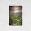 «Field Of Corn» par Donnie Quillen-1750243727