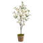 Cerisier en fleurs 72 po en pot