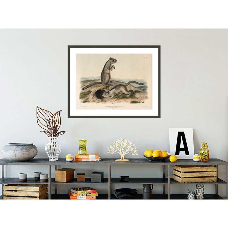«Spermophile (Spermophillus douglassii)» par John James Audubon, H 32,43 po x l 41,5 po