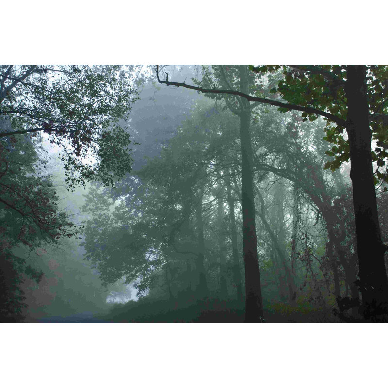 Foggy Forest 2 - Photographie sur toile tendue, H 12 po x l 18 po