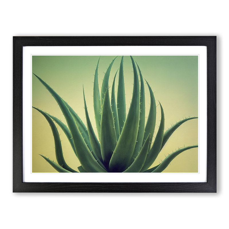 Showstopping Aloe Vera Plant - Single Picture Frame Print, Black, 46cm H x 64cm W x 2cm D