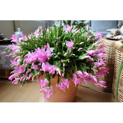 «Schlumbergera Troncata», photographie sur toile tendue