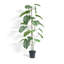 TREE MONSTERA GROWER 5FT