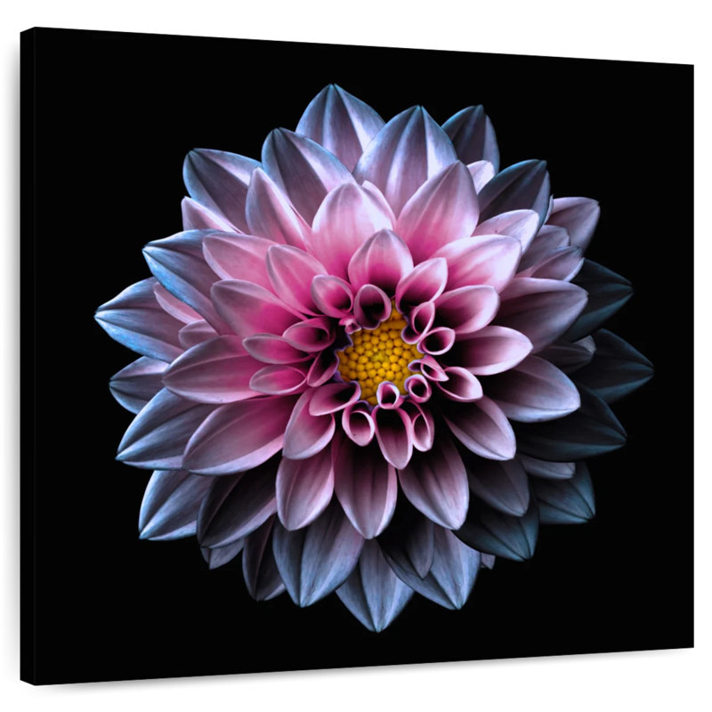 Dahlia Harnek rose et mauve, H 20 po x l 20 po