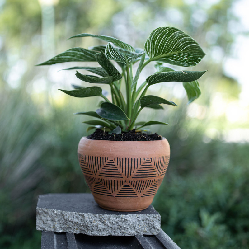 Pot Planter