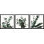 Evergreen arbuste triptyque-1236031234