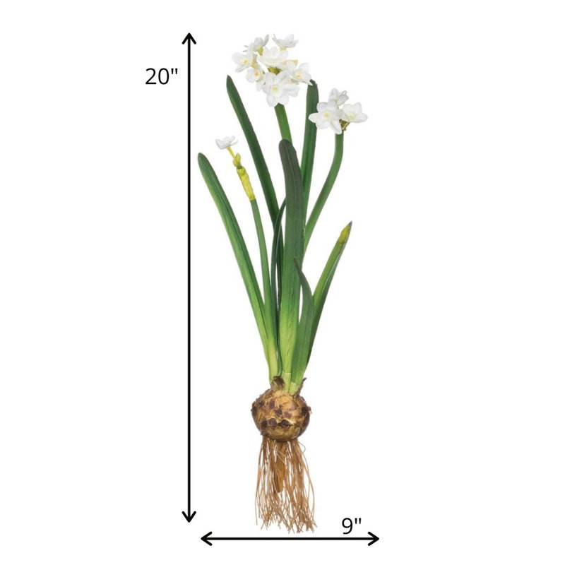 Paperwhite Arrangement