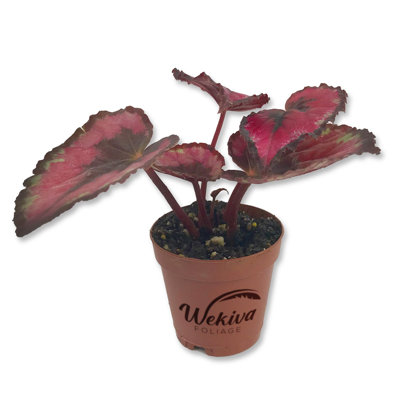 Red Kiss Begonia - Live Starter in a 2 Inch Pot - Begonia Rex 'Red Kiss' - Extremely Rare and Beautiful Vining Indoor Houseplant - Air Purifying