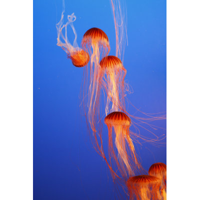 Orange Jellyfishes by Kavram - Wrapped Canvas Print