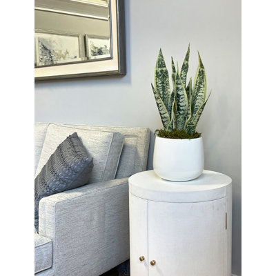 Snake Plant disposée dans un pot en fibre de pierre